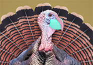 Illustration of a partial view of a turkey wearing a PPE mask