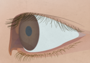 Illustration of a human eye